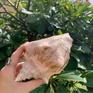 Sea shells from Puerto Rico Caribbean found on the beach